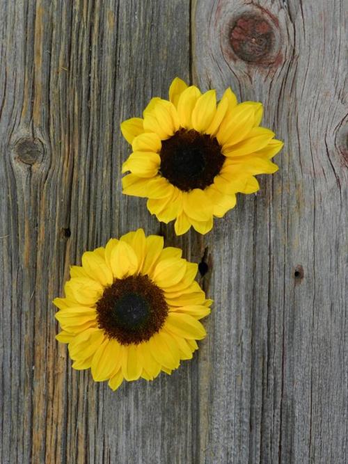 15 Medium & 15  Large Yellow Sunflowers